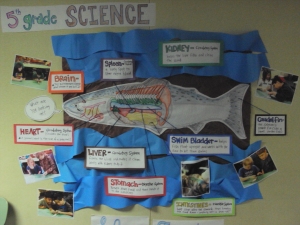 Salmon bulletin board I created for our 5th grade science unit on salmon.